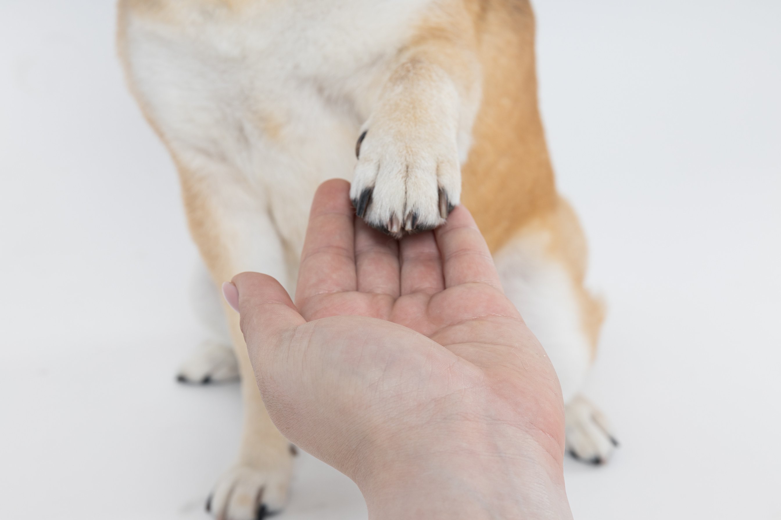 Shiba Inu giving a paw to female hand on white background